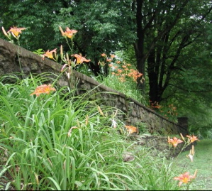 Lilies Abound Beyond, Little Washington, VA