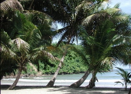 Palms In Paradise, LaSagesse Beach, Grenada