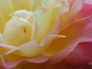 Blushing Yellow Rose, Petaluma, CA